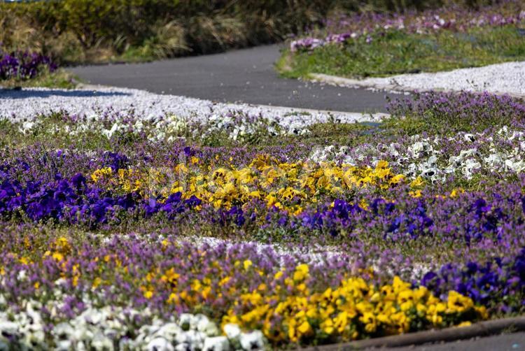 花の絨毯 花,絨毯,カラフルの写真素材