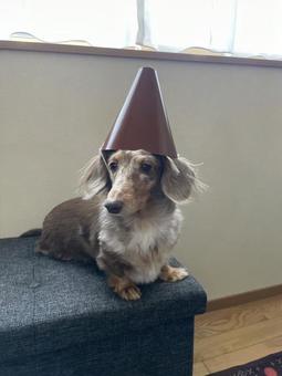 ミニチュアダックスフント3 ミニチュアダックスフント3 ミニチュアダックスフント,可愛い,犬の写真素材