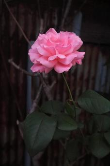 サフラノの写真