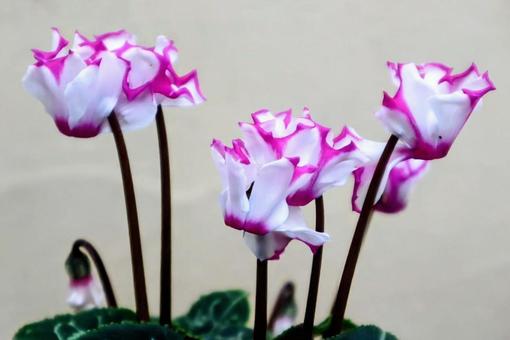 魔力を封じる花の写真