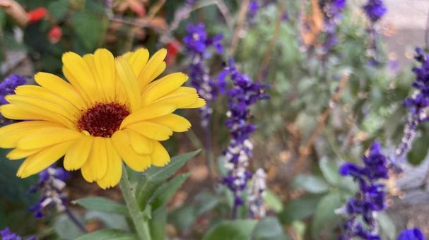 秋の花々 秋の花々の写真