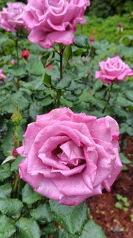 雨上がり、ピンクの薔薇 雨上がり、ピンクの薔薇の写真
