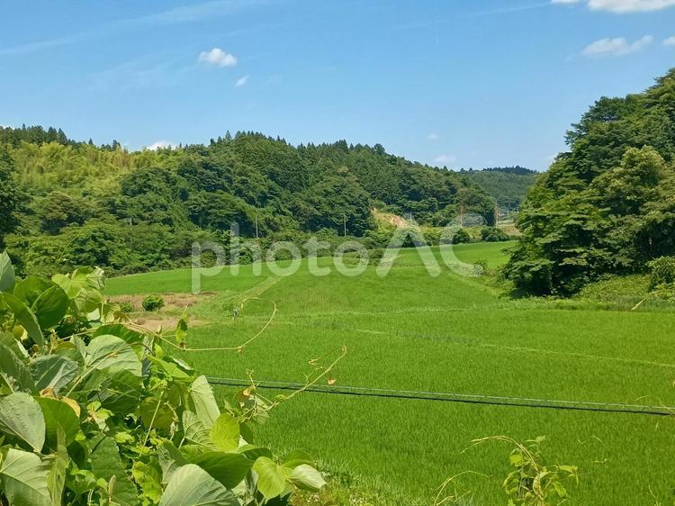 田舎の風景 日差し,散策,草の写真素材