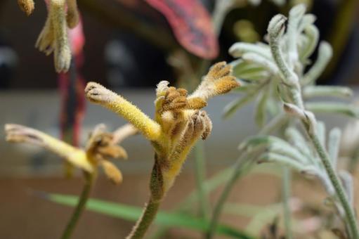 カンガルー・ポーの花 カンガルー・ポー,カンガルーポー,アニゴサントスの写真素材