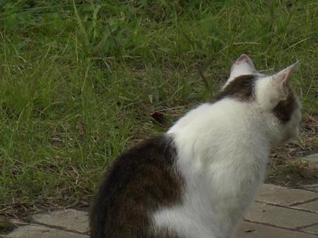 ノラ猫-2 ノラ猫-2の写真