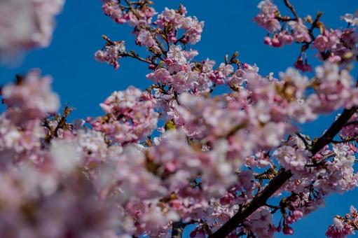 青毛堀川沿いの河津桜 青毛堀川沿いの河津桜 河津桜,サクラ,鳥の写真素材