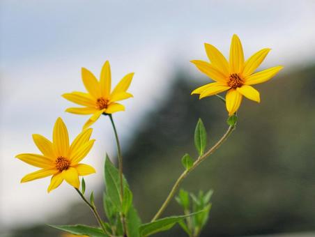 キクイモの花 キクイモの花の写真