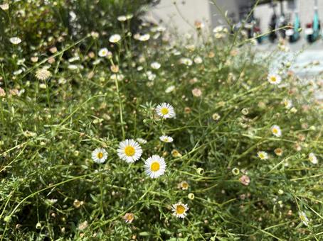 夏の日に咲く白い野花 夏の日に咲く白い野花の写真