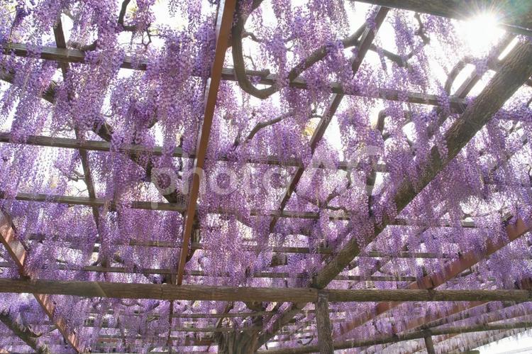 藤棚に咲き誇る紫の花房③ 藤棚,藤の花,紫色の花の写真素材