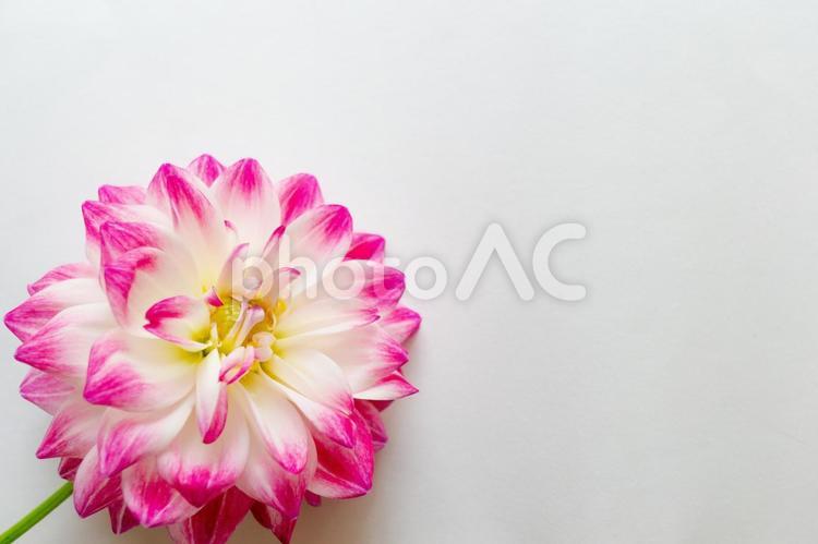 1本のダリア ダリア,dahlia,花の写真素材