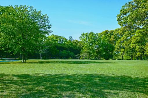 緑の公園 緑の公園 森,緑,木の写真素材