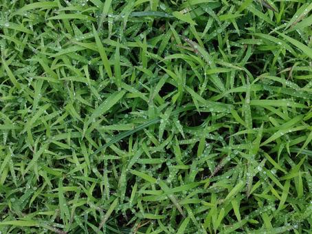 雑草と水滴 雑草と水滴 雑草,水滴,雨上がりの写真素材