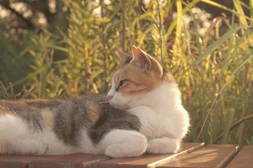 ねこ ねこ,野良,動物の写真素材