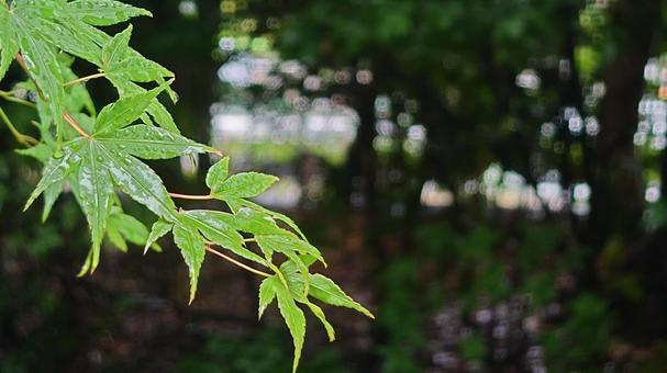 公園の緑椛 公園の緑椛の写真