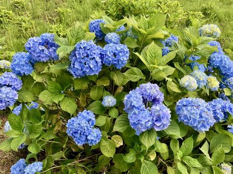 綺麗に咲いた紫陽花 綺麗に咲いた紫陽花 紫陽花,綺麗,緑の写真素材