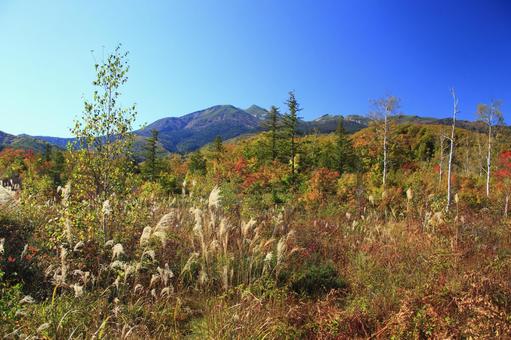ススキと紅葉の乗鞍高原 ススキと紅葉の乗鞍高原 乗鞍高原,紅葉,秋の写真素材