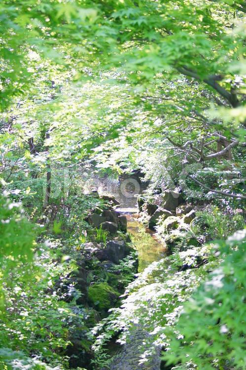 若もみじの下に流れる清流 渓流,小川,せせらぎの写真素材