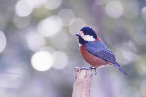 輝く背景と杭に止まるヤマガラ 輝く背景と杭に止まるヤマガラ 鳥,ヤマガラ,自然の写真素材