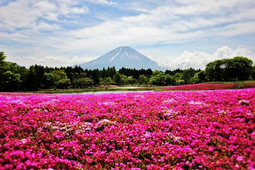 Mount Fuji and Shibazakura Mount Fuji and Shibazakura