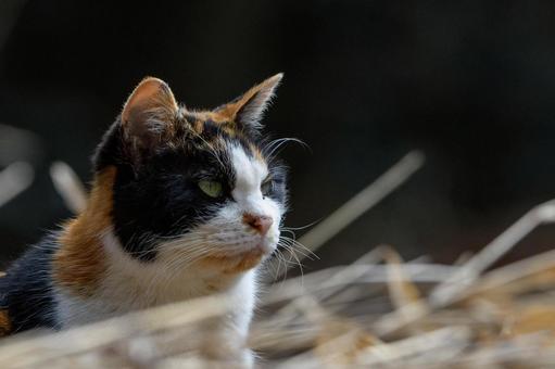 猫 猫 猫,生き物,動物の写真素材