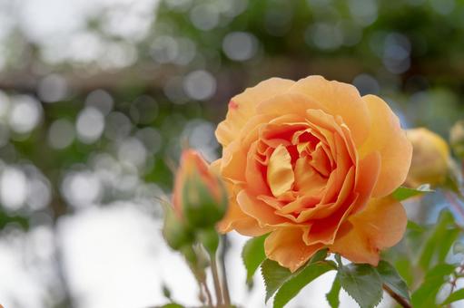 蔵王のバラ(84) 蔵王のバラ(84) 花,薔薇,バラの写真素材
