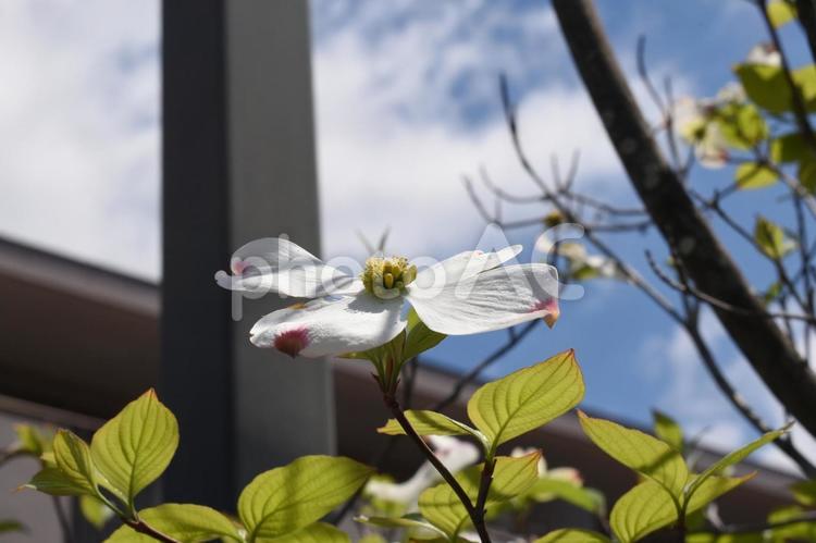 穀雨過ぎの横浜市青葉区のハナミズキの花 ハナミズキのの,花木,樹木の写真素材