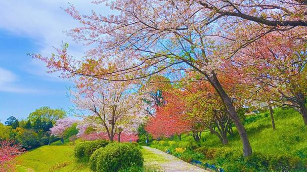 Sakura Alley 2, JPG
