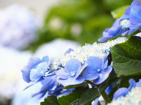 アジサイの写真