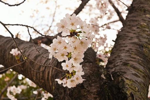 淡いソメイヨシノ 淡いソメイヨシノの写真