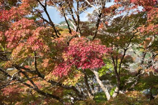 晩秋の室生寺の写真