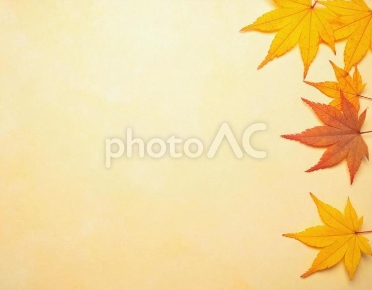 柔らかな黄背景を彩る紅葉フレーム 紅葉,もみじ,カエデの写真素材