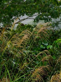 ススキ(28) 植物,ススキ,水滴の写真素材