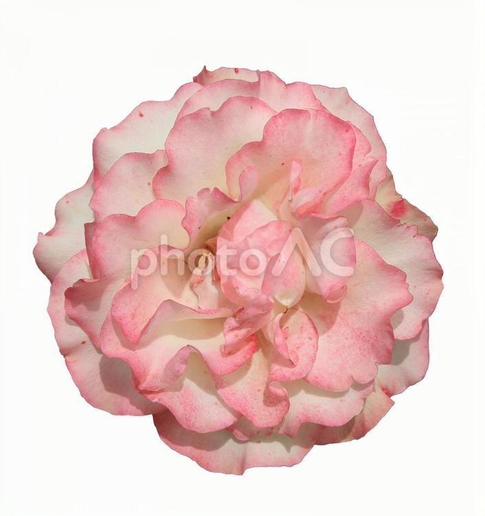 切り抜き写真素材　エレガントなバラの花 20-78 【PSDは背景透過】 バラ,薔薇,バラの花の写真素材