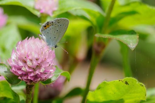 Photo, butterfly, short-tailed blue, insect, 