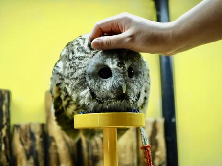 コキンメフクロウ コキンメフクロウ コキンメフクロウ,フクロウ,鳥の写真素材
