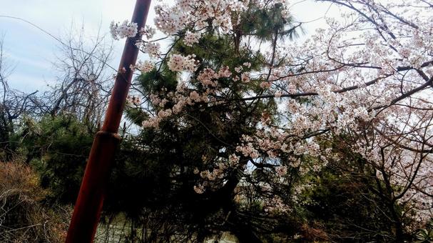 桜 桜の写真