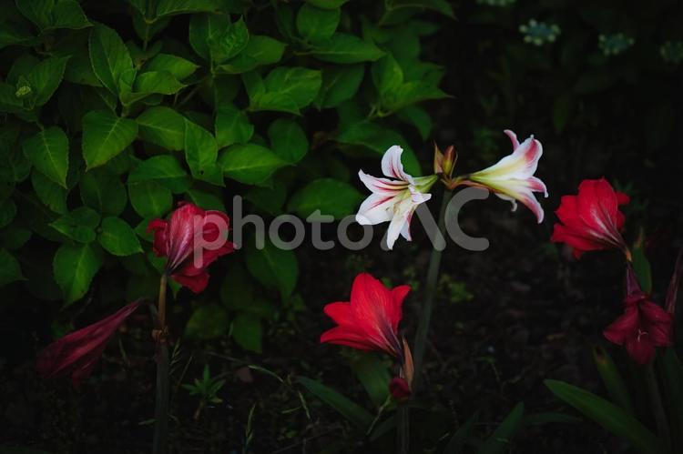 ＜素材＞梅雨の赤と白のテッポウユリの花 テッポウユリ,鉄砲百合,琉球百合の写真素材