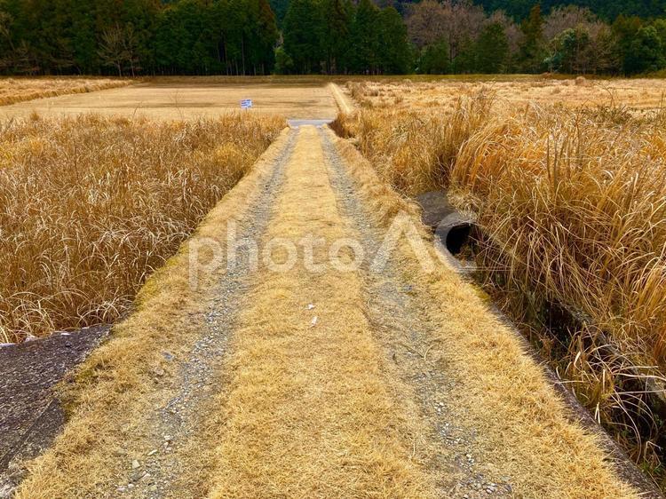 車の畦道② 畦道素材,背景素材,枯葉の写真素材