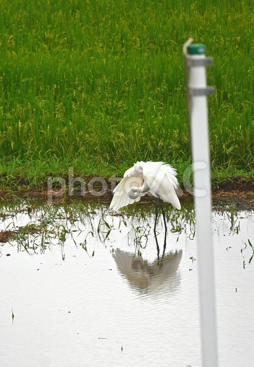 田んぼを歩いて渡るダイサギ ダイサギ,サギ,鷺の写真素材