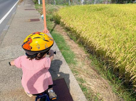 田んぼの脇を走る少女 田舎,子供,自転車の写真素材