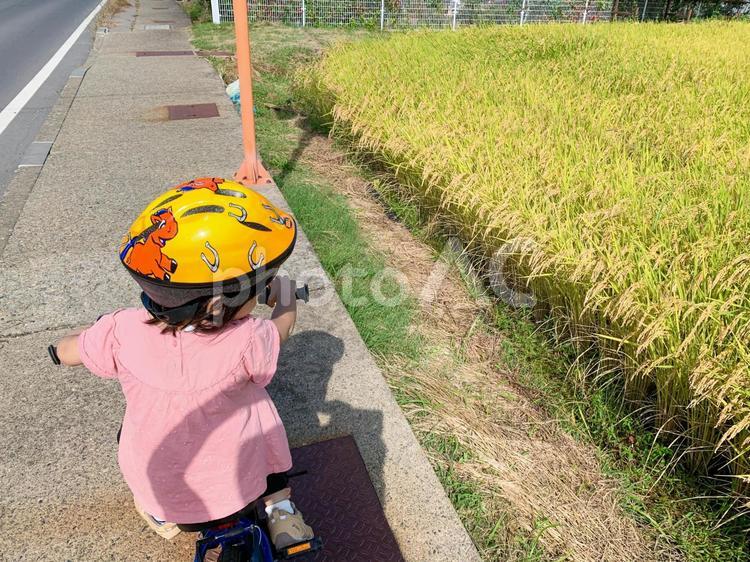 田んぼの脇を走る少女 田舎,子供,自転車の写真素材