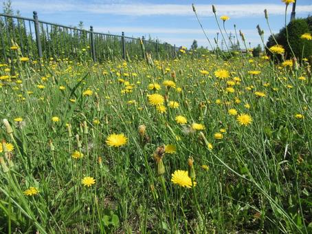 Dandelions on Yuryoku Street, JPG Dandelions on Yuryoku Street, JPG