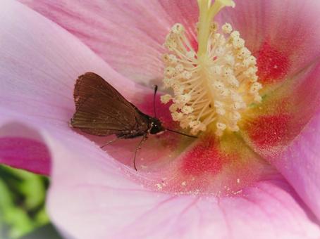 フヨウの花にとまるセセリチョウ　アップの写真