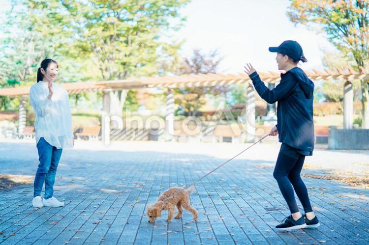 犬の散歩中に挨拶する女性たち 犬,ペット,愛犬の写真素材