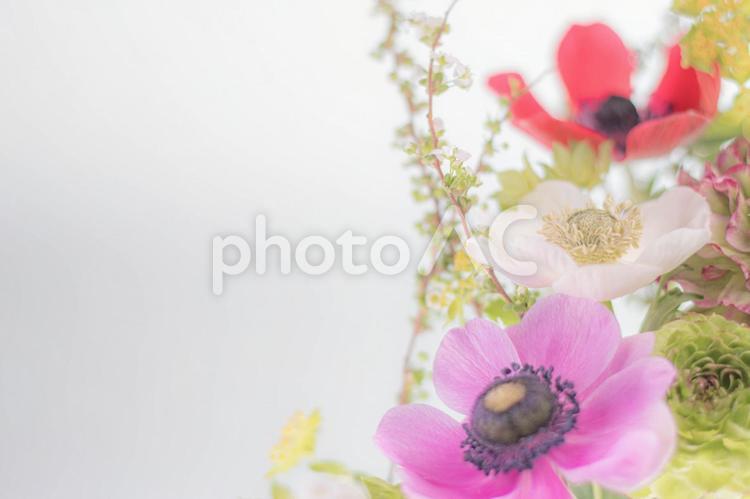 希望の花：白いアネモネ アネモネ,白,希望の写真素材