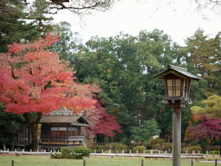紅葉 紅葉,秋,兼六園の写真素材