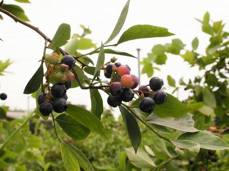 ブルーベリー 　果実　マクロ ブルーベリー,美味しい,果実の写真素材