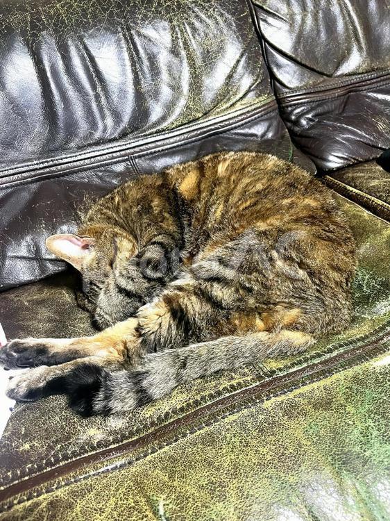 寝顔を撮らないでー！ ねこ,猫,動物の写真素材