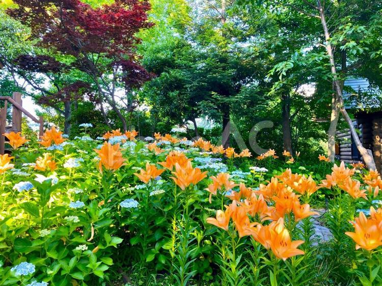 水色のあじさいとオレンジ色のゆり あじさい,花,紫陽花の写真素材