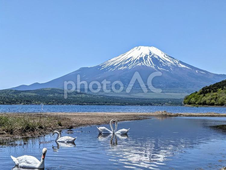 求愛する白鳥と富士山 富士山,白鳥,求愛の写真素材